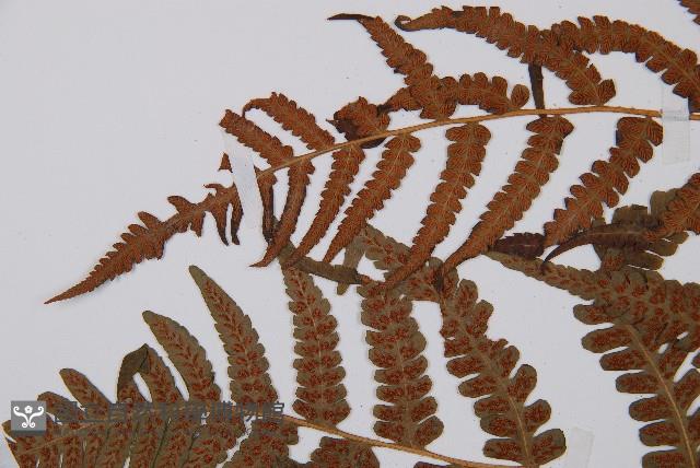 假蹄蓋蕨藏品圖，第5張