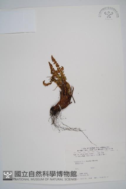 薄葉孔雀鐵角蕨、邊孢鐵角蕨藏品圖，第5張