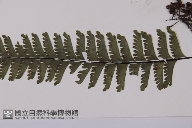 鞭葉鐵線蕨藏品圖，第5張