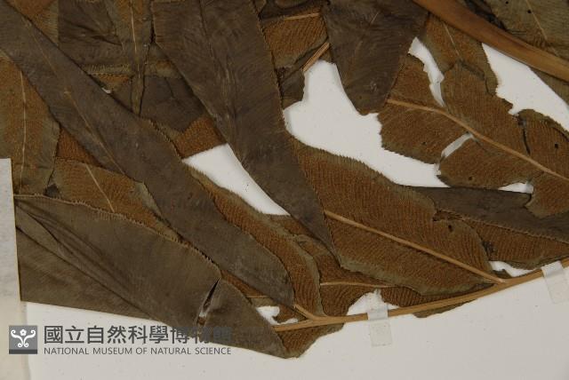 日本鳳丫蕨藏品圖，第5張