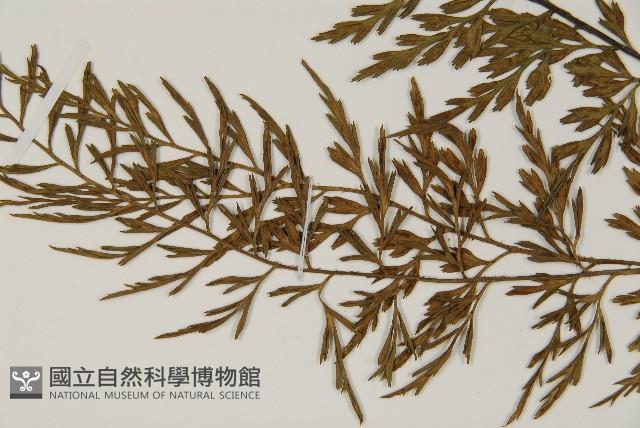 相似鐵角蕨藏品圖，第4張