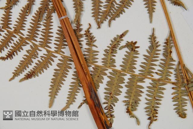 蕨藏品圖，第5張