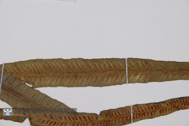 單葉雙蓋蕨藏品圖，第5張