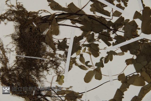 鐵線蕨藏品圖，第5張