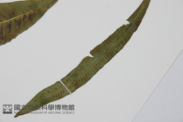 單葉雙蓋蕨藏品圖，第5張
