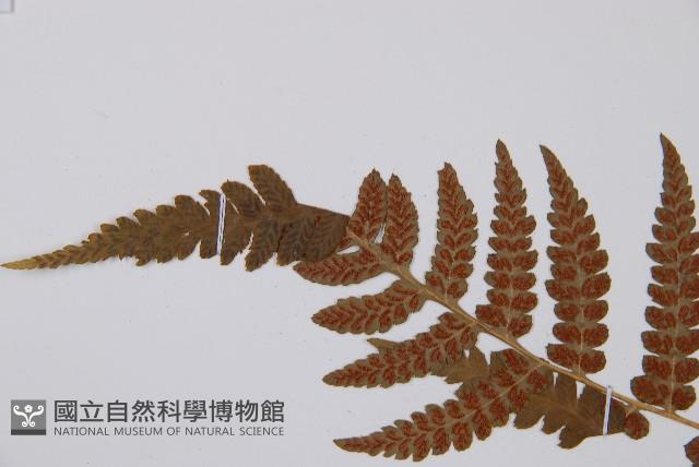 假蹄蓋蕨藏品圖，第5張