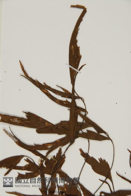 鐮葉鐵角蕨藏品圖，第5張