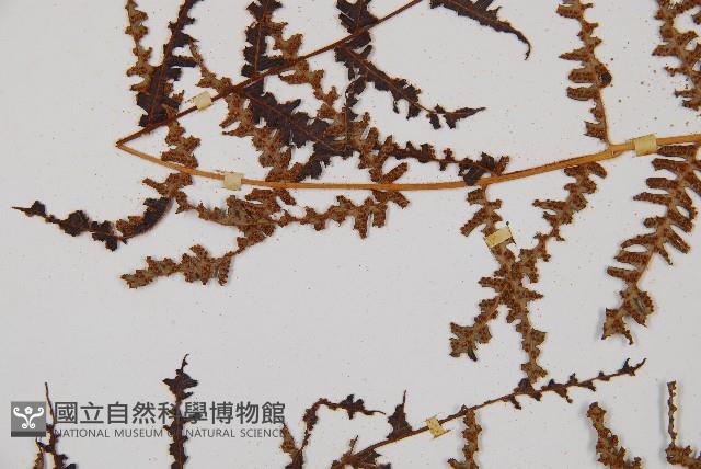 大羽桫欏藏品圖，第8張