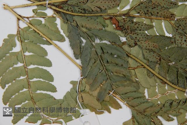 中華複葉耳蕨藏品圖，第5張