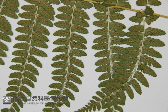 姬蹄蓋蕨藏品圖，第5張