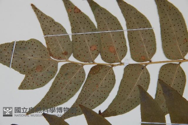 貫眾蕨藏品圖，第5張