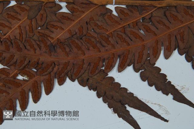 日本狗脊蕨藏品圖，第4張