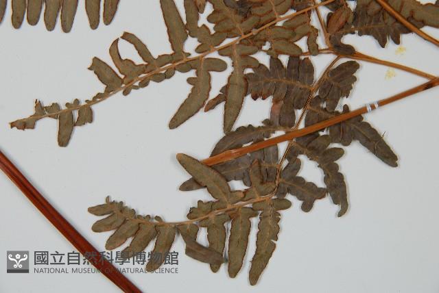 蕨藏品圖，第5張