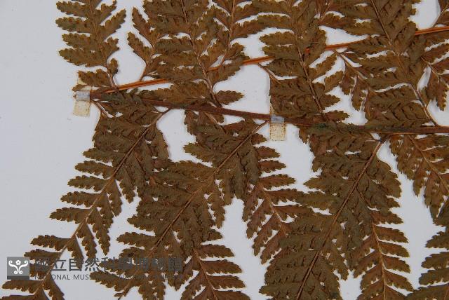 粗毛鱗蓋蕨藏品圖，第5張