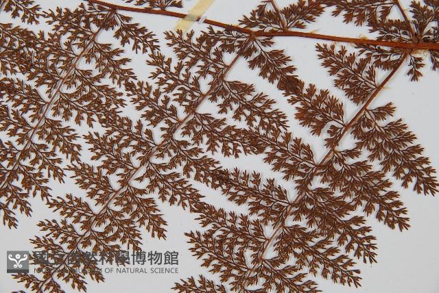 台灣小膜蓋蕨藏品圖，第4張