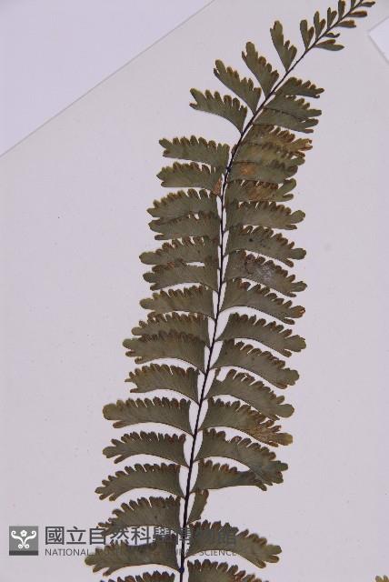 薄葉孔雀鐵角蕨、邊孢鐵角蕨藏品圖，第5張
