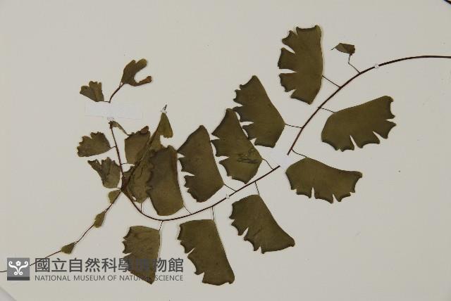 半月形鐵線蕨藏品圖，第5張