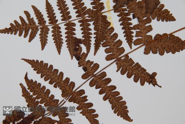 貞蕨藏品圖，第5張