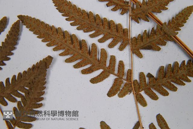 羽節蕨藏品圖，第5張