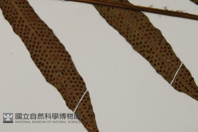 翅柄三叉蕨藏品圖，第5張