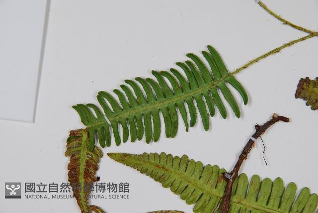 馬來陰石蕨藏品圖，第5張