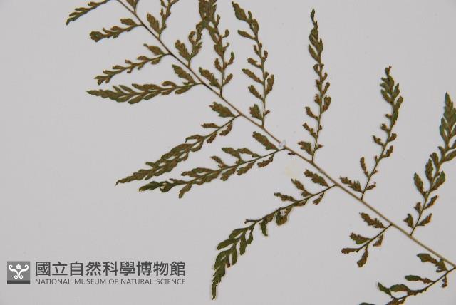 蓬萊蹄蓋蕨藏品圖，第5張