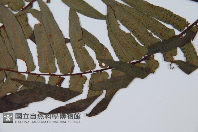 黑桫蕨藏品圖，第5張