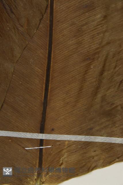 臺灣山蘇花藏品圖，第5張