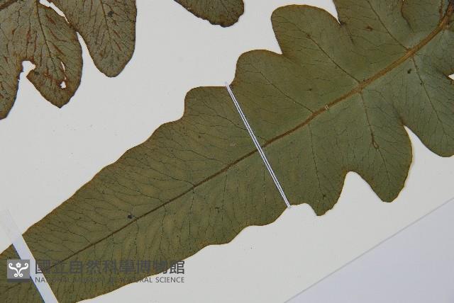 假腸蕨藏品圖，第5張