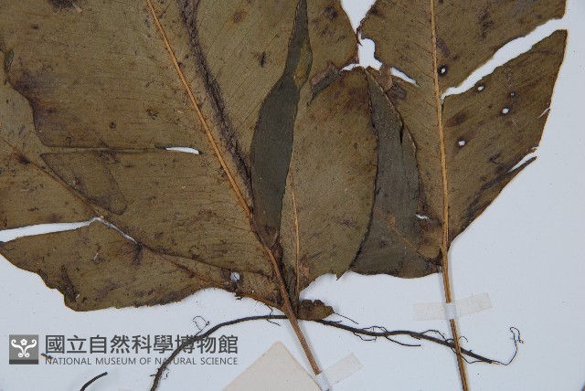 細柄雙蓋蕨藏品圖，第5張