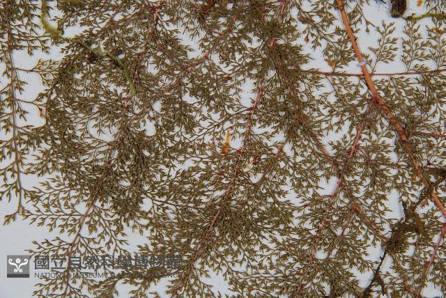 台灣小膜蓋蕨藏品圖，第4張