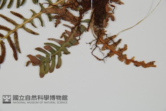 韓氏羅曼蕨藏品圖，第5張