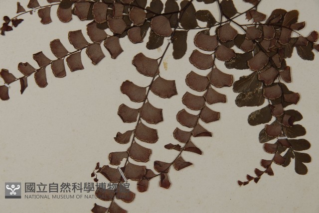 扇葉鐵線蕨藏品圖，第4張