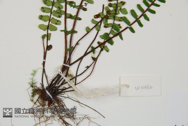 三翅鐵角蕨藏品圖，第5張