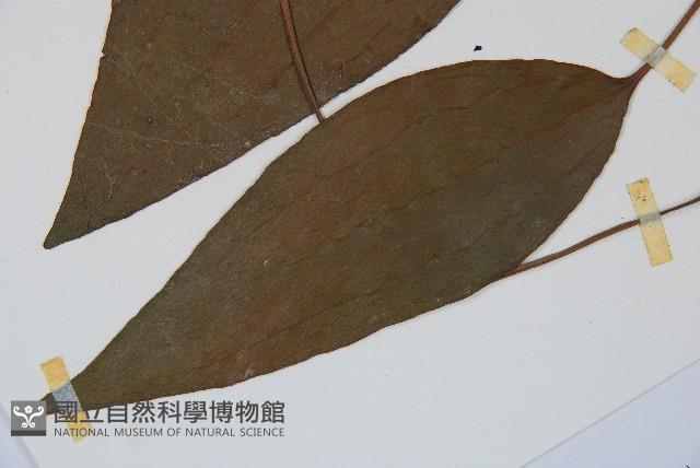 燕尾蕨藏品圖，第5張