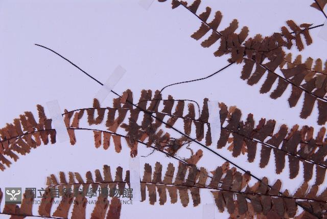 生芽鐵角蕨藏品圖，第5張