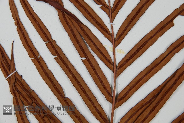 烏毛蕨藏品圖，第4張