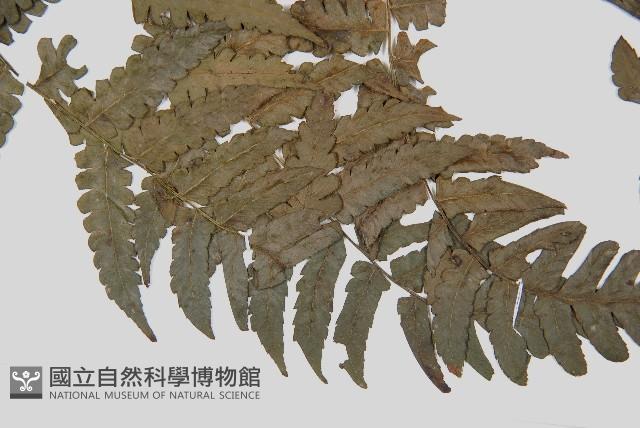 德氏雙蓋蕨藏品圖，第5張