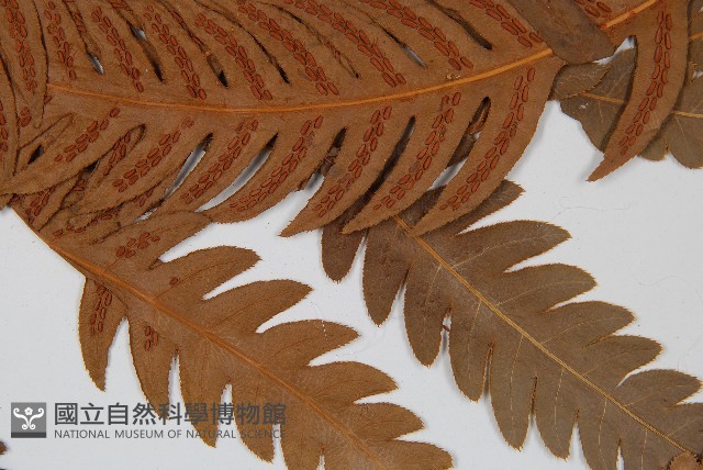 生芽狗脊蕨、頂芽狗脊蕨藏品圖，第4張