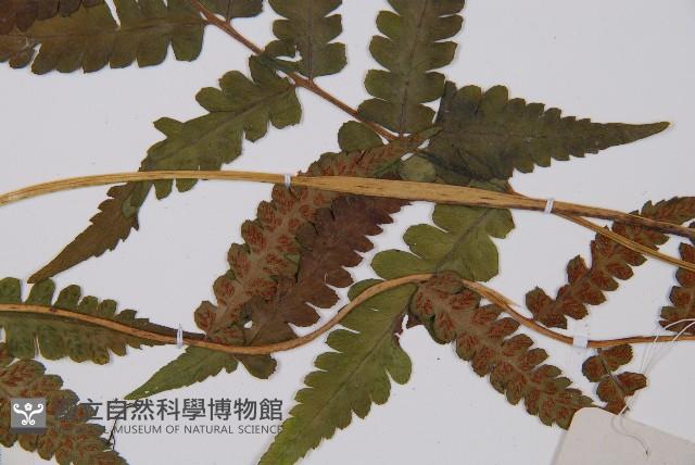 登錄號:P006299藏品圖，第4張