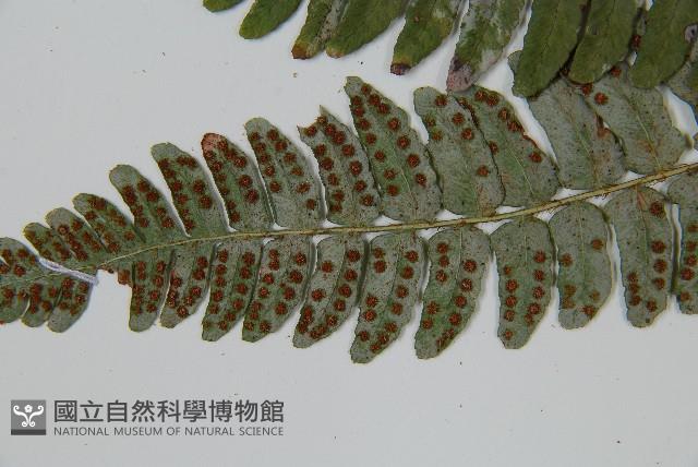 闊鱗鱗毛蕨藏品圖，第5張