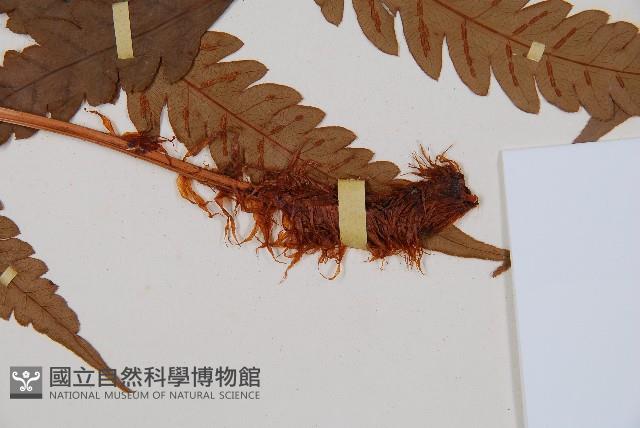 日本狗脊蕨藏品圖，第5張