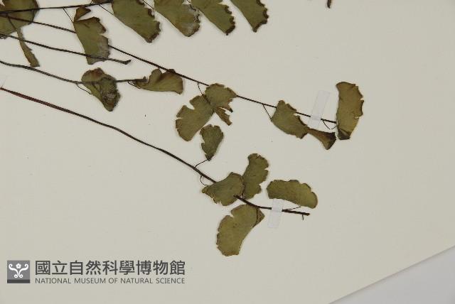 半月形鐵線蕨藏品圖，第5張