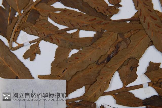 萊氏鐵角蕨藏品圖，第5張