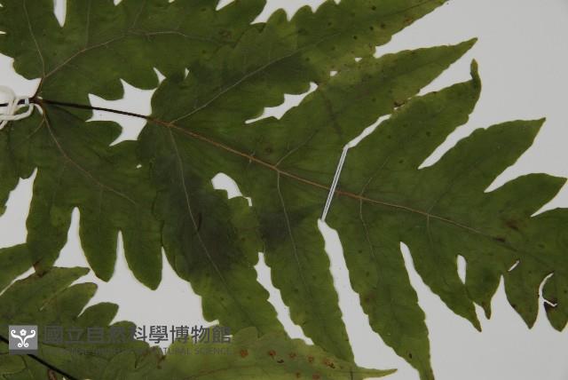 觀音三叉蕨藏品圖，第5張