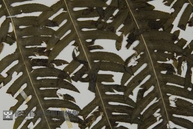 長柄牙蕨藏品圖，第5張