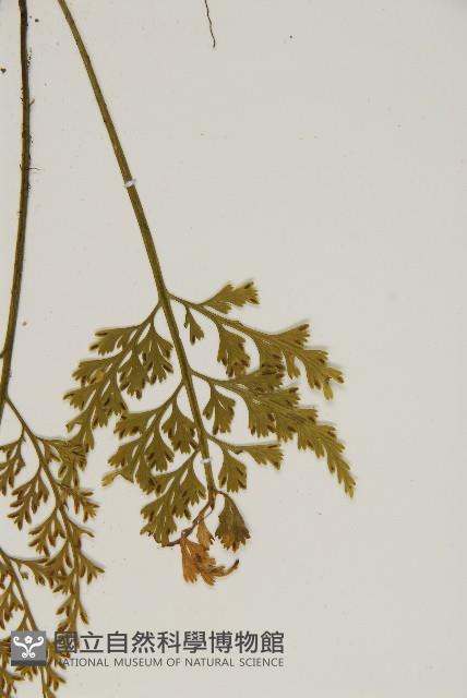 Accession Number:P006739 Collection Image, Figure 5, Total 5 Figures