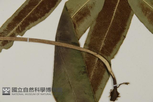 登錄號:P010739藏品圖，第5張