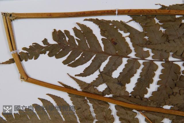 薄蓋短腸蕨藏品圖，第5張