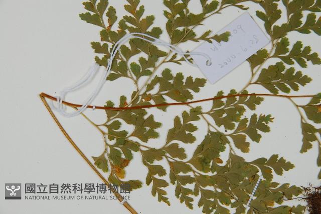 大膜蓋蕨藏品圖，第5張